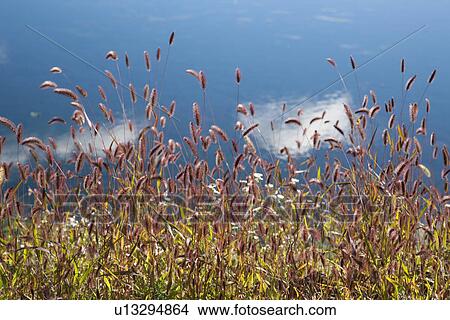 Picture - Bristle grass with water reflecting clouds. Fotosearch