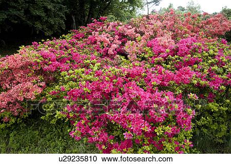 Stock Image - Bush of pink azalea flowers. Fotosearch