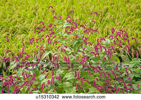 Bush of pink curlytop knotweed View Large Photo Image Stock Image - Bush of pink curlytop knotweed. Fotosearch