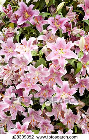 Stock Image - Bush of pink lilies. Fotosearch