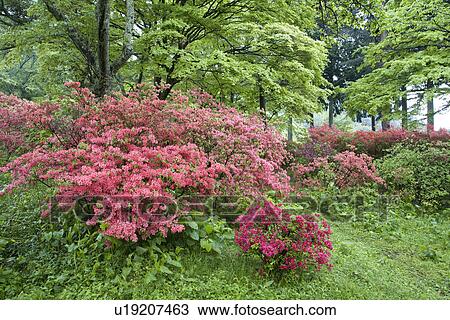 Stock Image - Bush of red azalea flowers. Fotosearch