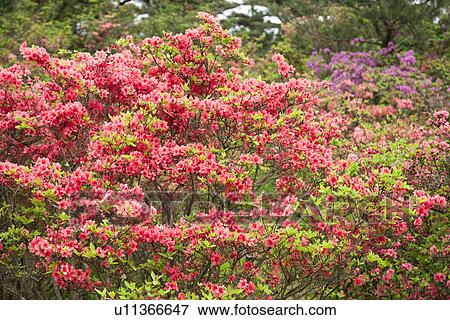 Stock Photo - Bush of red azalea flowers. Fotosearch