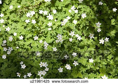 Stock Photography - Bush of white windflowers. Fotosearch