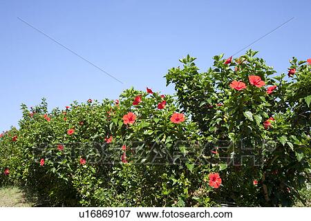 Bushes of red hibiscus flowers View Large Photo Image Stock Photo - Bushes of red hibiscus flowers. Fotosearch