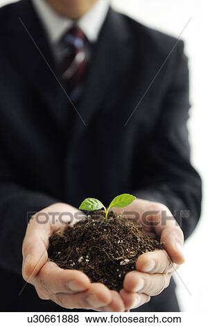 Businessman holding a seedling growing in soil View Large Photo Image Stock Photo - Businessman holding a seedling growing in soil. Fotosearch