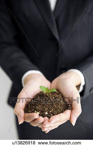 Businesswoman holding a seedling growing in soil View Large Photo Image Stock Photo - Businesswoman holding a seedling growing in soil. Fotosearch