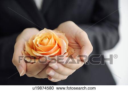 Businesswoman holding orange rose View Large Photo Image Stock Image - Businesswoman holding orange rose. Fotosearch