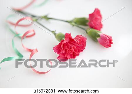 Carnations and ribbon View Large Photo Image Stock Image - Carnations and ribbon. Fotosearch