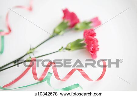 Stock Photo - Carnations and ribbon. Fotosearch