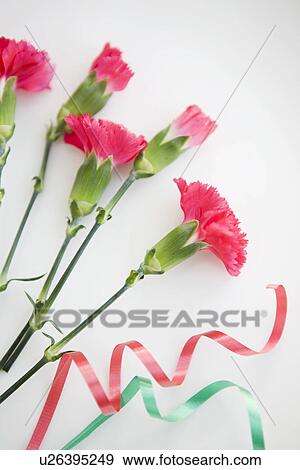 Stock Photo - Carnations and ribbon. Fotosearch