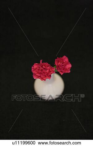 Stock Image - Carnations in a vase. Fotosearch