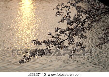 Cherry blossom branch hanging over a lake at sunset View Large Photo Image Stock Image - Cherry blossom branch hanging over a lake at sunset. Fotosearch