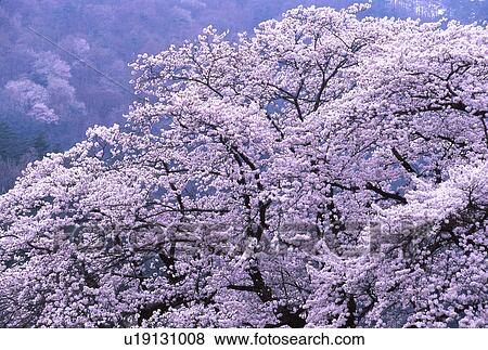Cherry blossom tree View Large Photo Image Stock Photo - Cherry blossom tree. Fotosearch