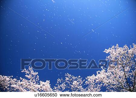 Stock Image - Cherry blossom tree with falling petals. Fotosearch