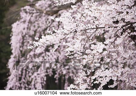 Picture - Cherry blossoms. Fotosearch