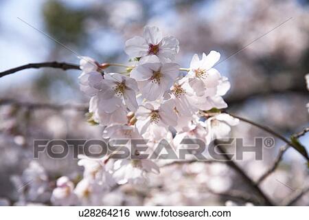 Stock Photograph - Cherry blossoms. Fotosearch