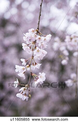 Stock Photography - Cherry blossoms. Fotosearch