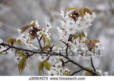 Stock Photography - Cherry blossoms. Fotosearch