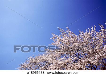 Stock Photo - Cherry tree and blue sky. Fotosearch