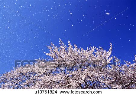 Picture - Cherry tree and blue sky with falling petals. Fotosearch