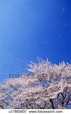 Cherry tree and blue sky with falling petals View Large Photo Image Stock Image - Cherry tree and blue sky with falling petals. Fotosearch