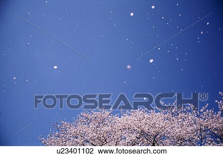 Cherry tree and blue sky with falling petals View Large Photo Image Stock Image - Cherry tree and blue sky with falling petals. Fotosearch
