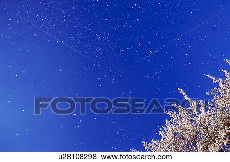 Stock Photo - Cherry tree and blue sky with falling petals. Fotosearch
