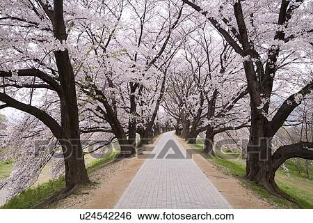 Stock Photograph - Cherry tree lined footpath. Fotosearch
