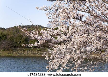 Cherry tree over a river View Large Photo Image Stock Image - Cherry tree over a river. Fotosearch