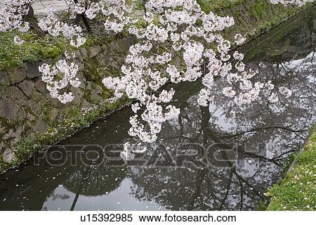 Stock Photography - Cherry tree over a river. Fotosearch