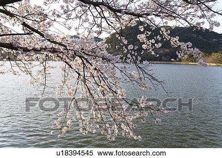 Stock Photography - Cherry tree over a river. Fotosearch