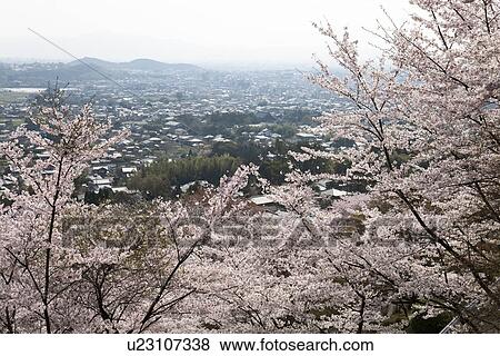 Stock Photo - Cherry trees and a township. Fotosearch
