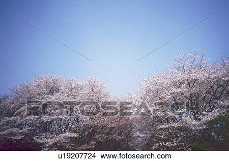 Cherry trees and blue sky View Large Photo Image Picture - Cherry trees and blue sky. Fotosearch