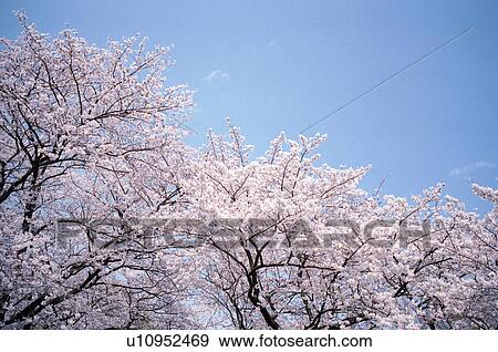 Stock Photo - Cherry trees and blue sky. Fotosearch