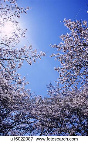 Stock Photo - Cherry trees and blue sky. Fotosearch
