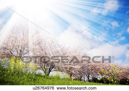 Stock Photograph - Cherry trees and rape blossoms. Fotosearch