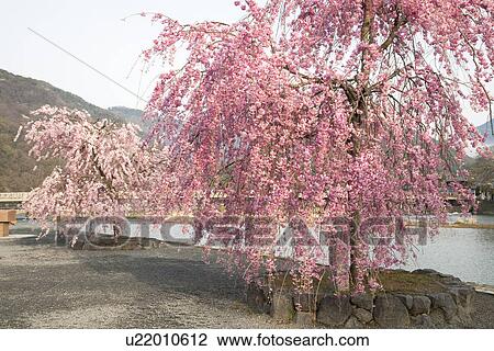 Cherry trees growing by a river, Arashiyama, Kyoto, Japan View Large Photo Image Stock Image - Cherry trees growing by a river, Arashiyama, Kyoto, Japan. Fotosearch