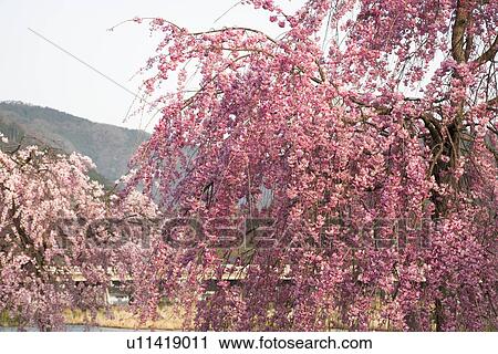 Stock Image - Cherry trees in Arashiyama, Kyoto, Japan. Fotosearch