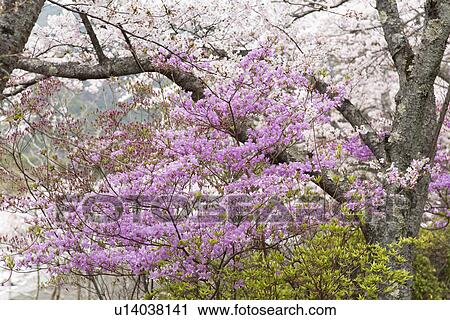 Stock Image - Cherry trees in bloom and azalea flowers. Fotosearch