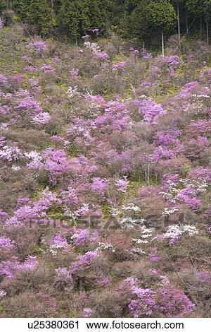 Stock Image - Cherry trees in bloom and azalea flowers. Fotosearch