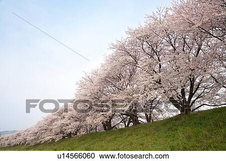 Stock Image - Cherry trees on a hill. Fotosearch