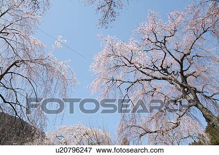 Stock Photo - Cherry trees. Fotosearch