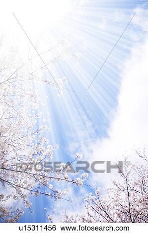 Stock Photograph - Cherry trees. Fotosearch