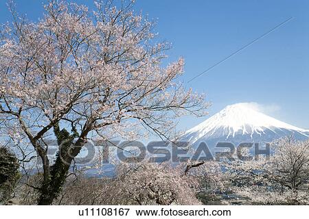 Stock Photo - Cherry trees with Mt. Fuji in the distance, Japan. Fotosearch