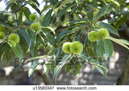 Chestnut tree View Large Photo Image Stock Photo - Chestnut tree. Fotosearch