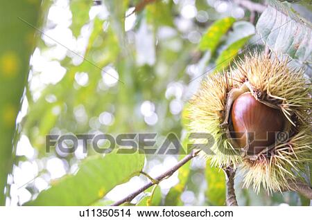 Picture - Chestnuts in Burs. Fotosearch