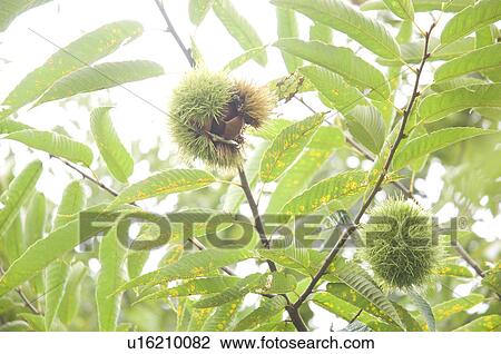 Stock Image - Chestnuts in Burs. Fotosearch