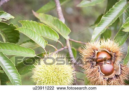 Stock Image - Chestnuts in Burs. Fotosearch