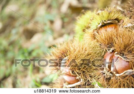 Chestnuts in Burs View Large Photo Image Stock Photo - Chestnuts in Burs. Fotosearch