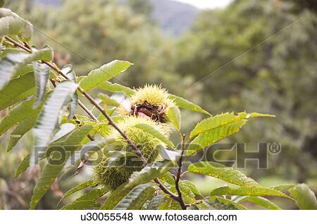 Stock Photo - Chestnuts in Burs. Fotosearch